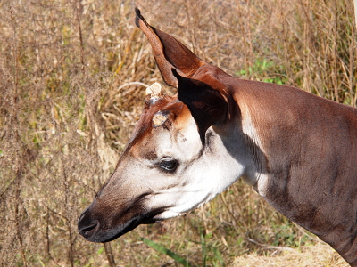 [This image is a side-view of the head and upper neck of an okapi. It has mostly brown skin except for a large portion of its face. It does have a dark nose. Its ears stick up. The nubs appear to be sawed off horns, but they are not.]